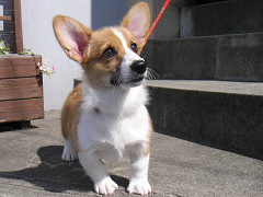 Resize of PICT0767_thumb.jpg